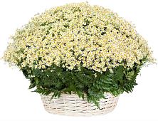 Цветочная композиция из Ромашки в корзине #REPLACE_PRED# Воскресенском новая Москва